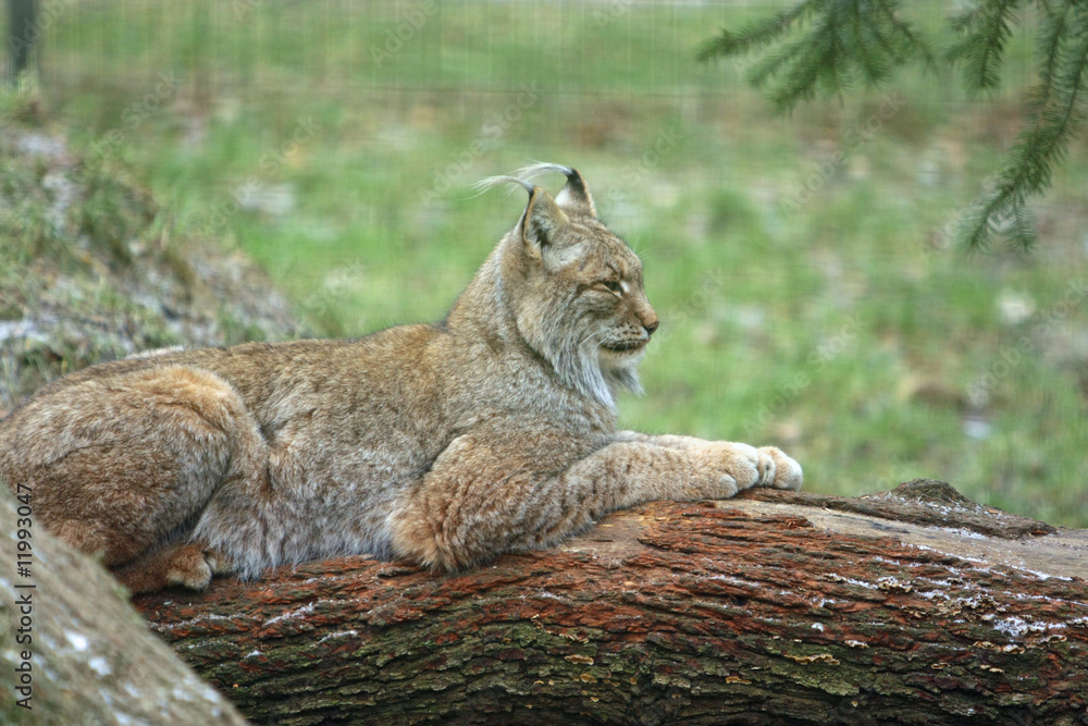 Fototapeta premium Luchs