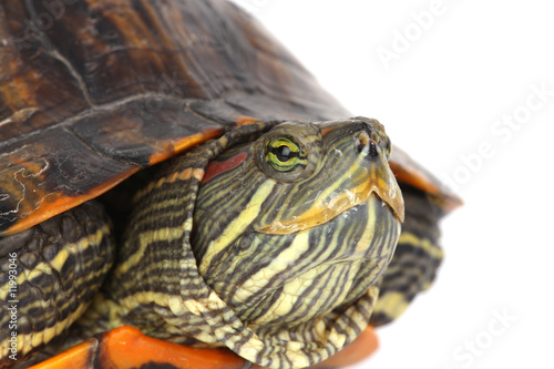 turtle head © GraphicsRF