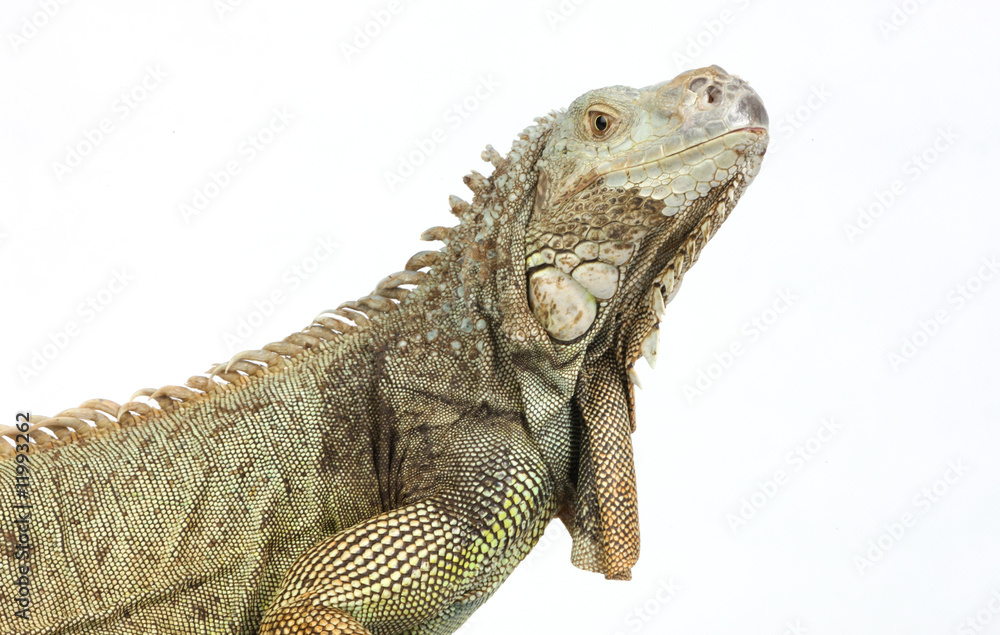 Obraz premium iguana