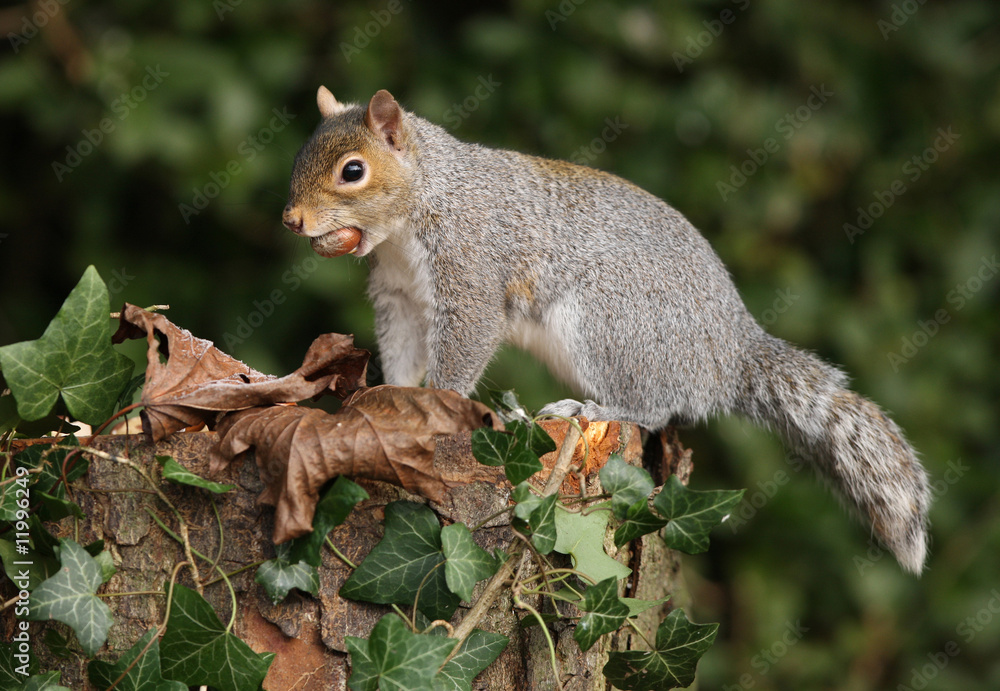 Grey Suirrel with unusual tail