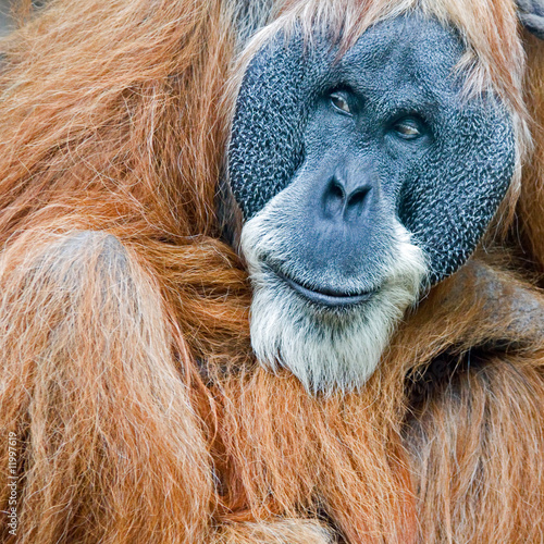 old orang utan