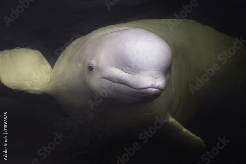 Beluga whale Fototapet