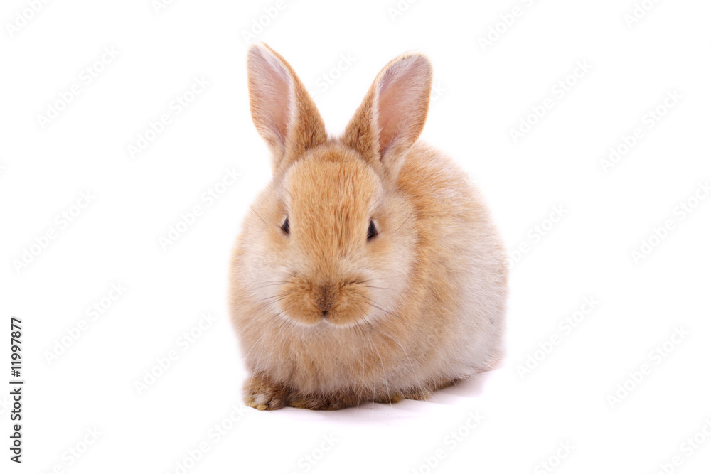 Obraz premium cute bunny