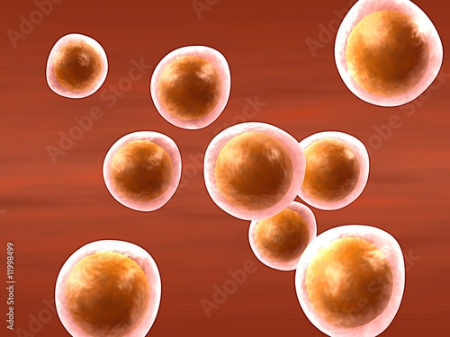 group of cells (oocytes)