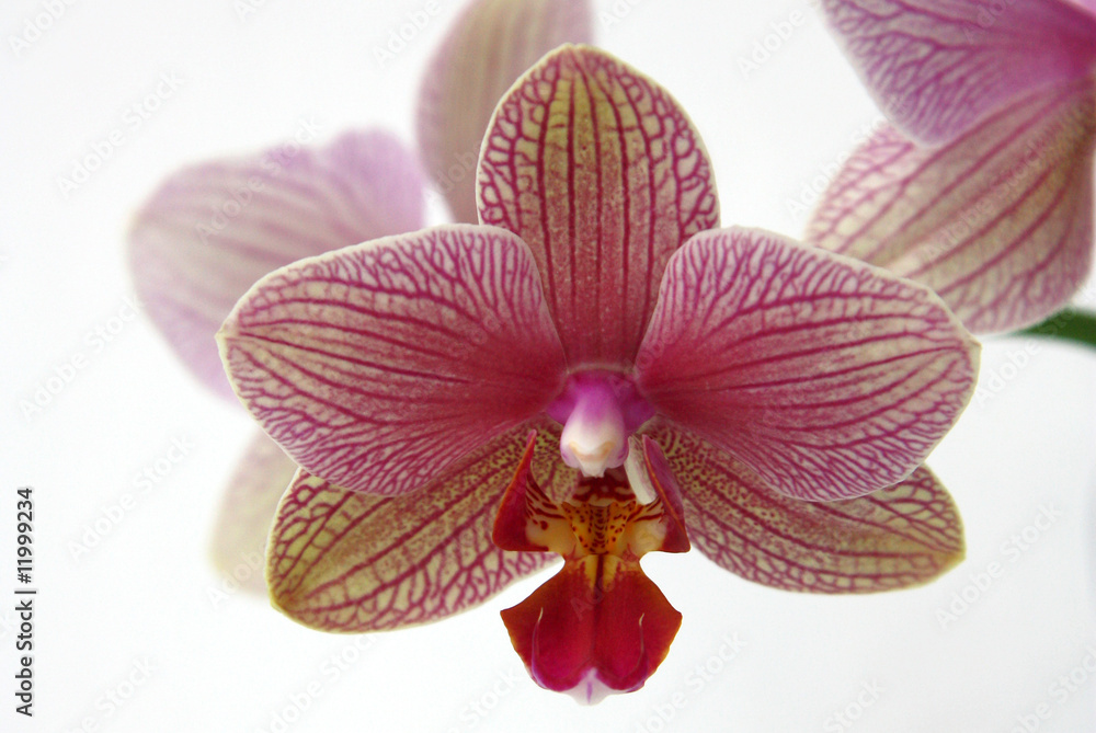 Obraz premium Orchidee