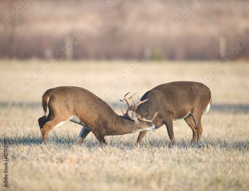 Two bucks fighting photo