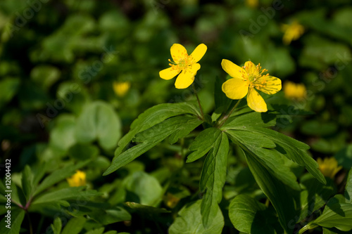 Detail of marsh marigold