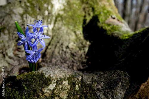 Flower and mosk photo