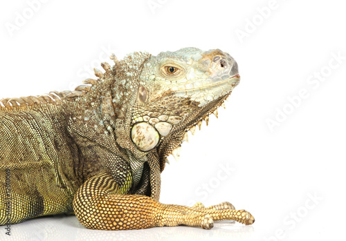 Iguana