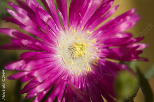 Fiore Close-up