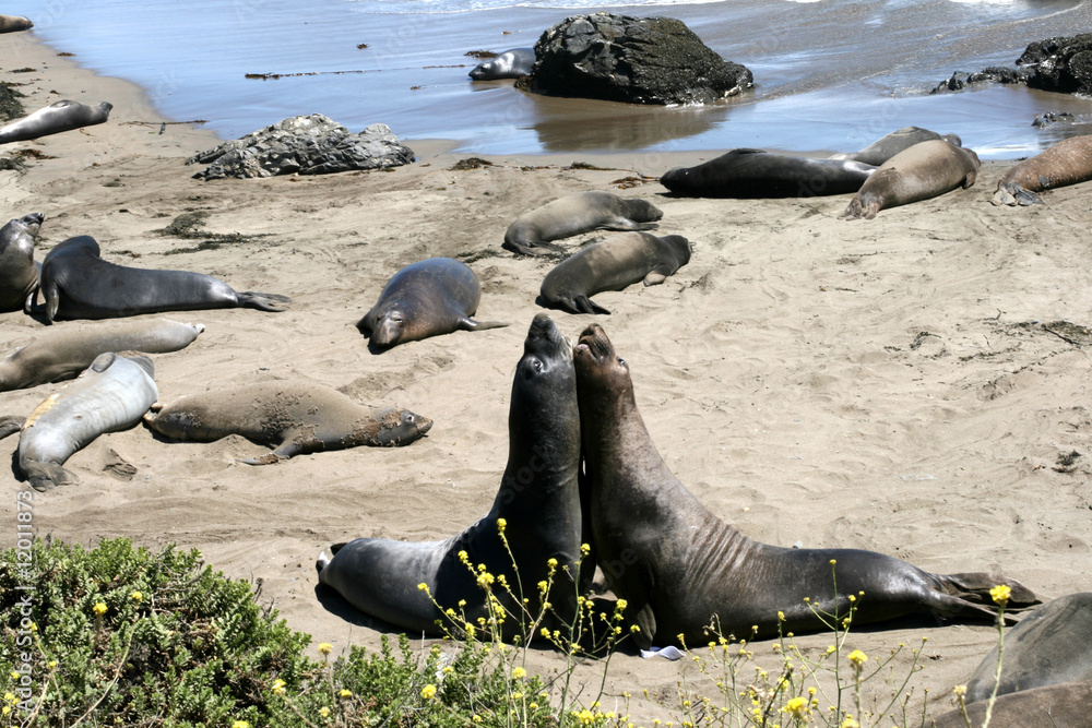 Fototapeta premium Elephant seals in California