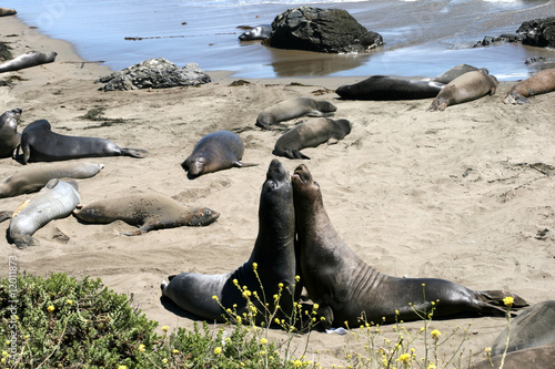 Elephant seals in California