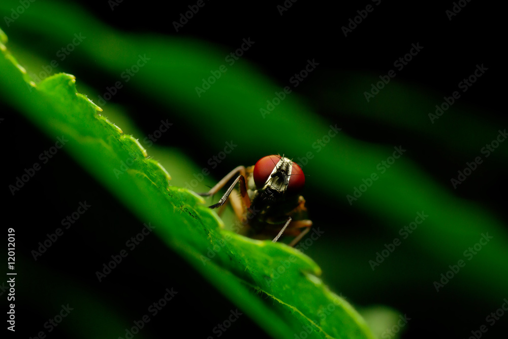 Fototapeta premium Fly