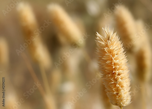 wheat