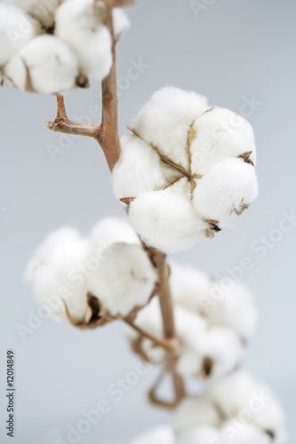 cotton photo