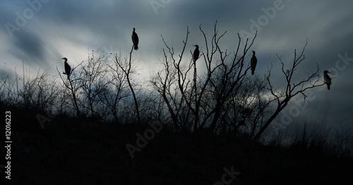 Foto cormoran oiseau horreur arbre observer animalier affût photo