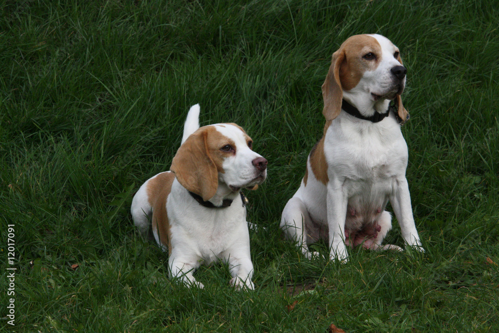 Beagle-Hündinnen