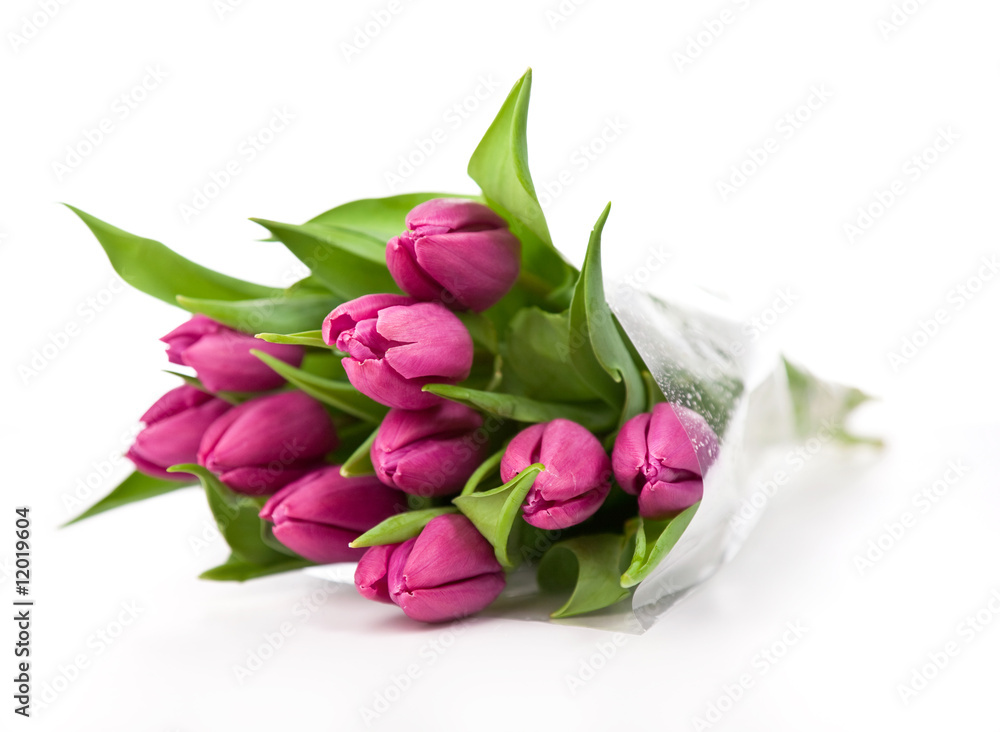 purple tulips on a white background purple tulips on a white background