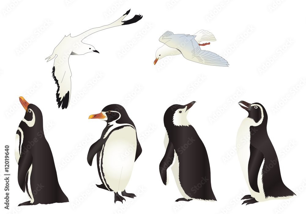 Obraz premium Pinguini e Gabbiani