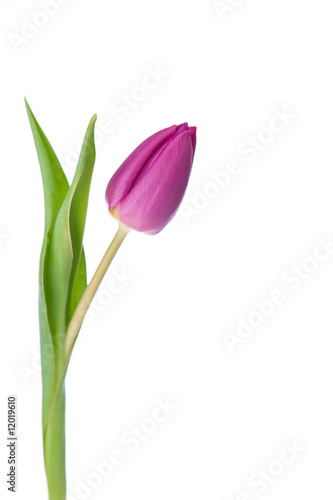 purple tulip on a white background