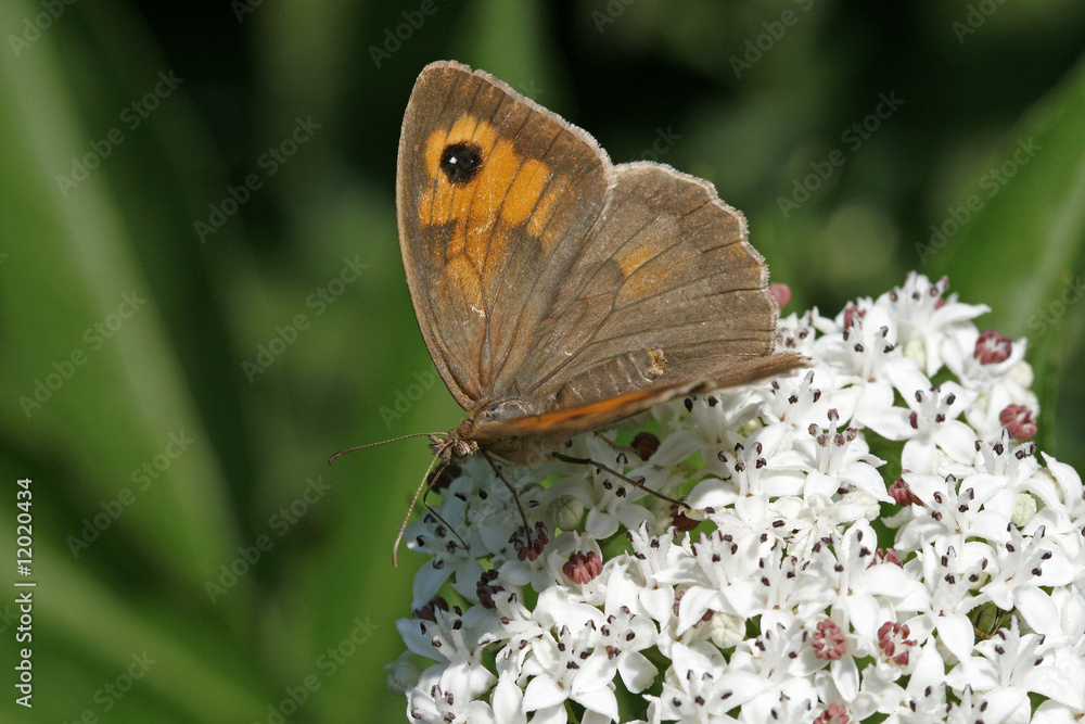 Obraz premium Maniola jurtina, Ochsenauge, Kuhauge