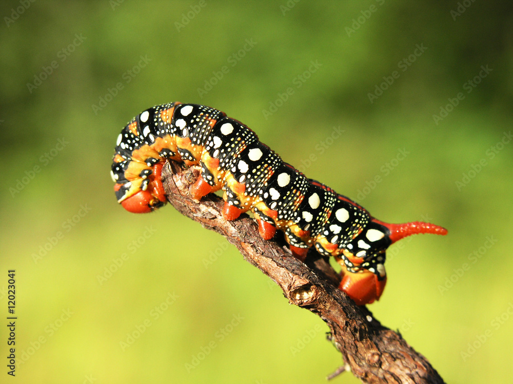 Fototapeta premium caterpilla