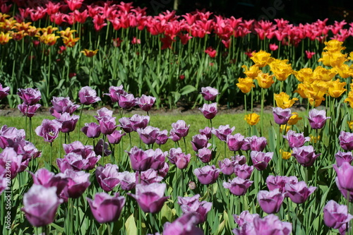 fiori multicolor © yournameonstones