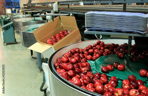 Red Apples in Packing tub photo