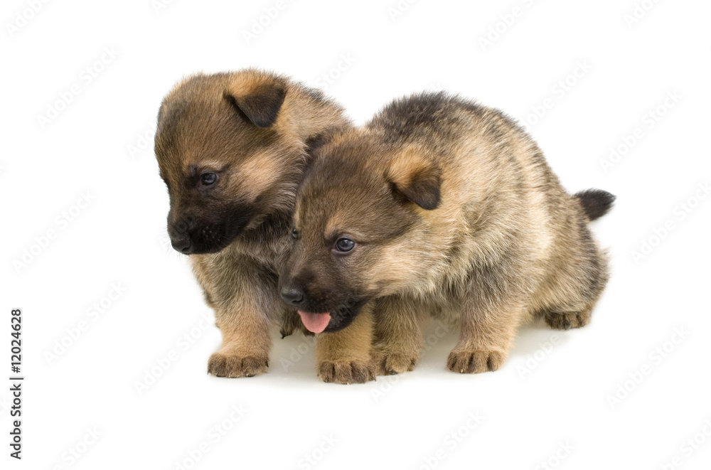 Fototapeta premium two sheep-dogs puppys isolated on white background