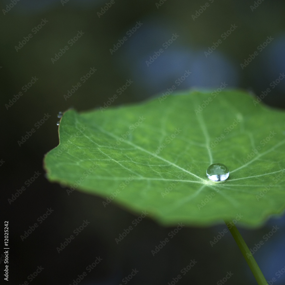 Blatt Kapuzinerkresse Blatt Kapuzinerkresse
