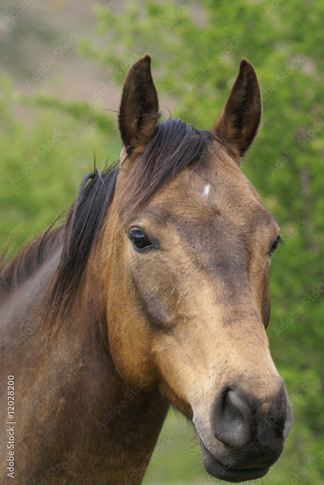 Obraz premium cheval hanovrien