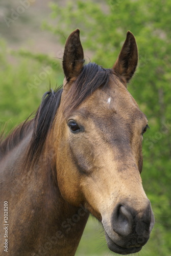 cheval hanovrien © stephaniecointe