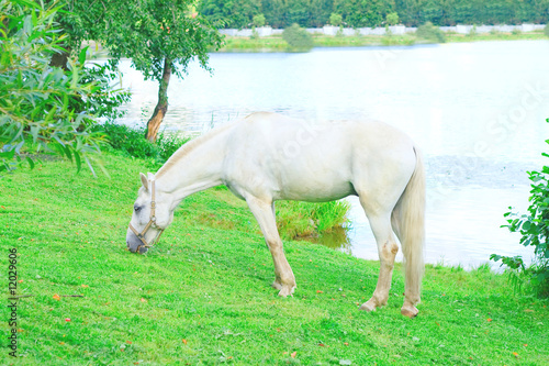 Grazing horse by a lake
