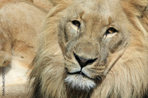 Lion - Panthera leo © Netfalls