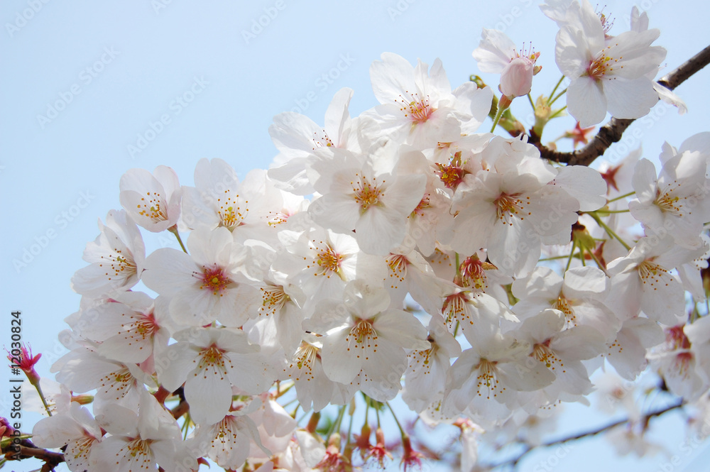 Sakura (Japanese Cherry Blossom)