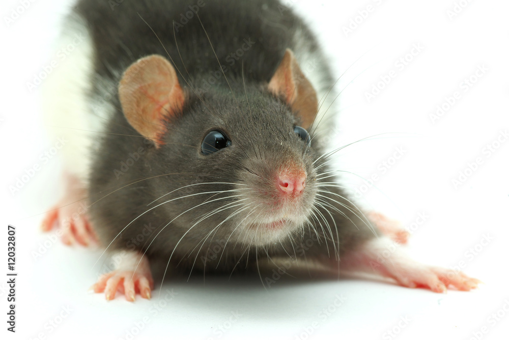 rat rat