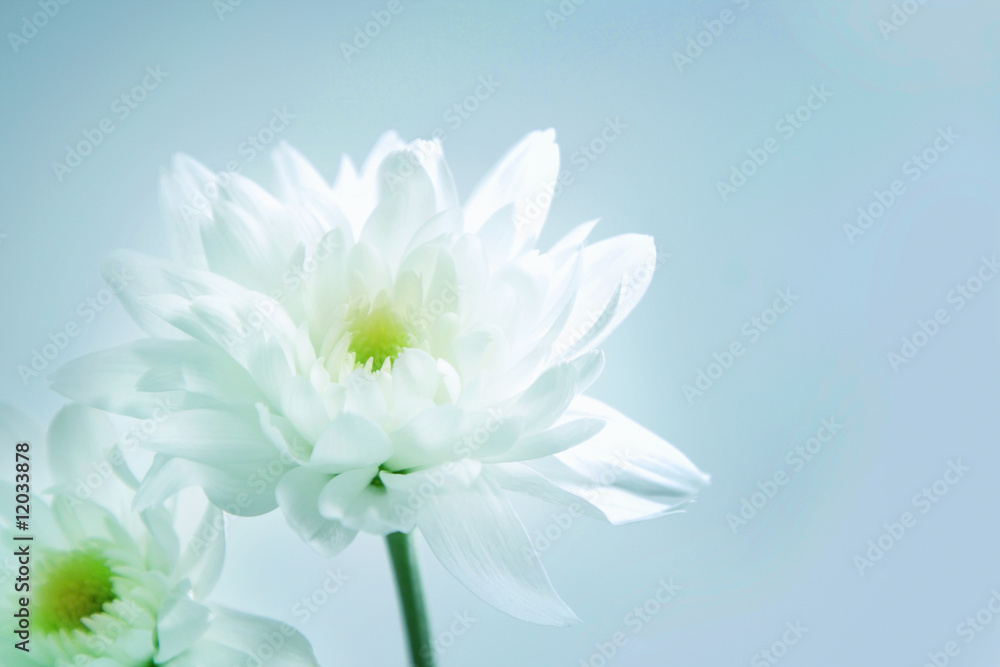 Chrysanthemum Chrysanthemum