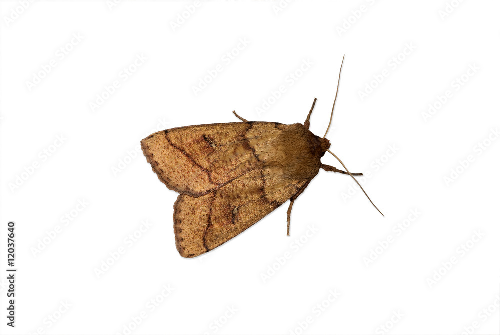 Naklejka premium Noctuid moth on a white background