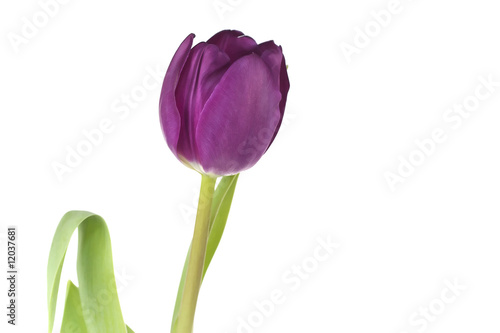 Single purple tulip flower  stem  and one bent leaf  against a clean white background