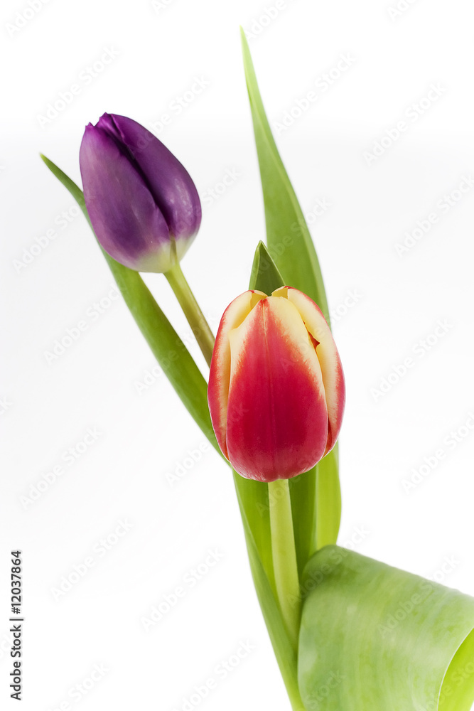 Twin tulips, red & yellow, and purple tulips together Twin tulips, red & yellow, and purple tulips together