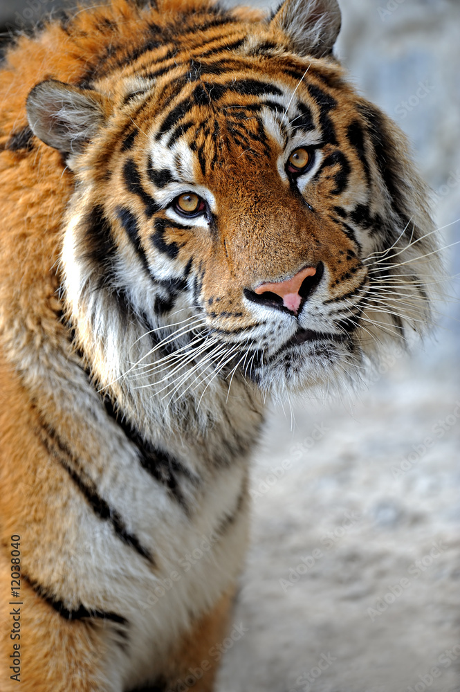 Obraz premium Tigr