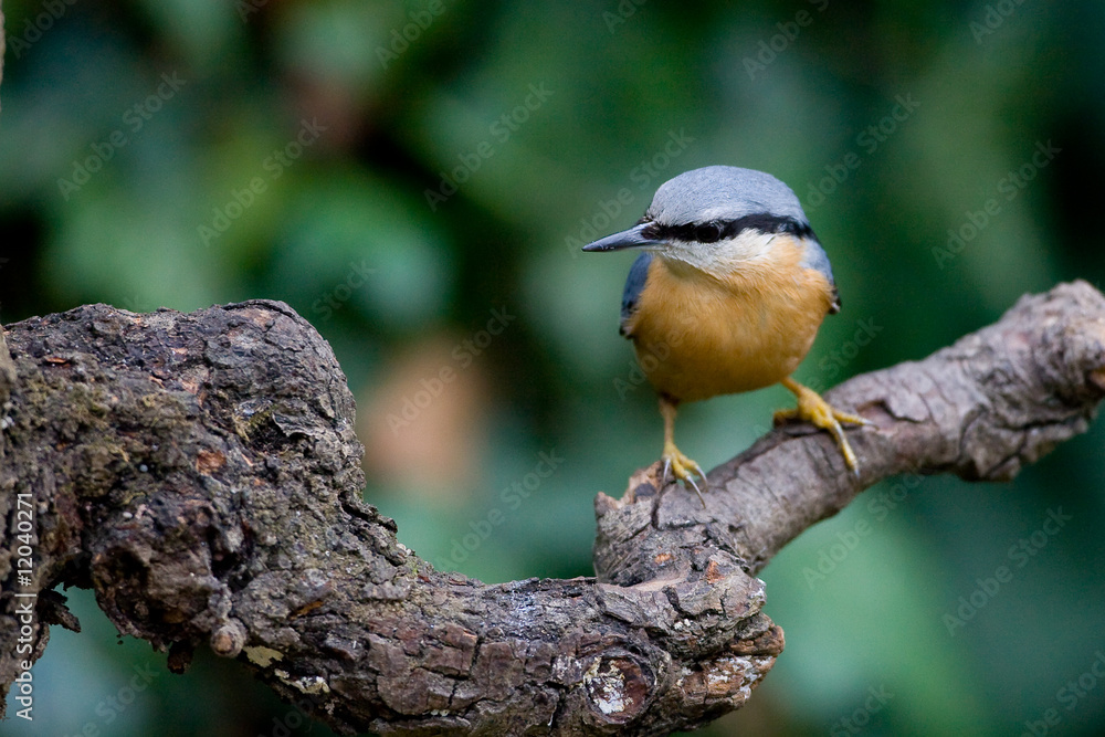 Obraz premium Sittelle torchepot