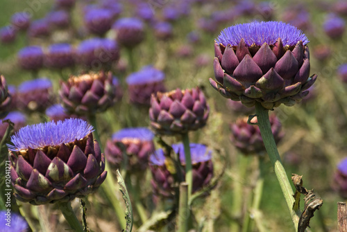 Artichoke-field