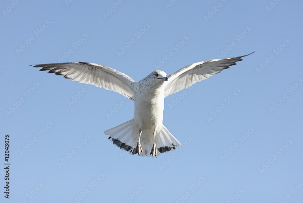 Obraz premium Gull In Flight