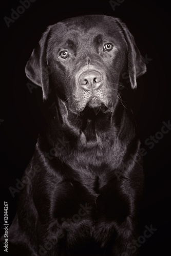 Adorable Labrador Retriever against Black Background