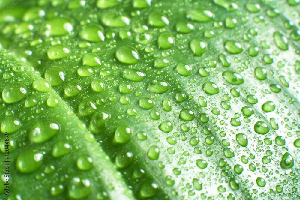 leaf and drop leaf and drop