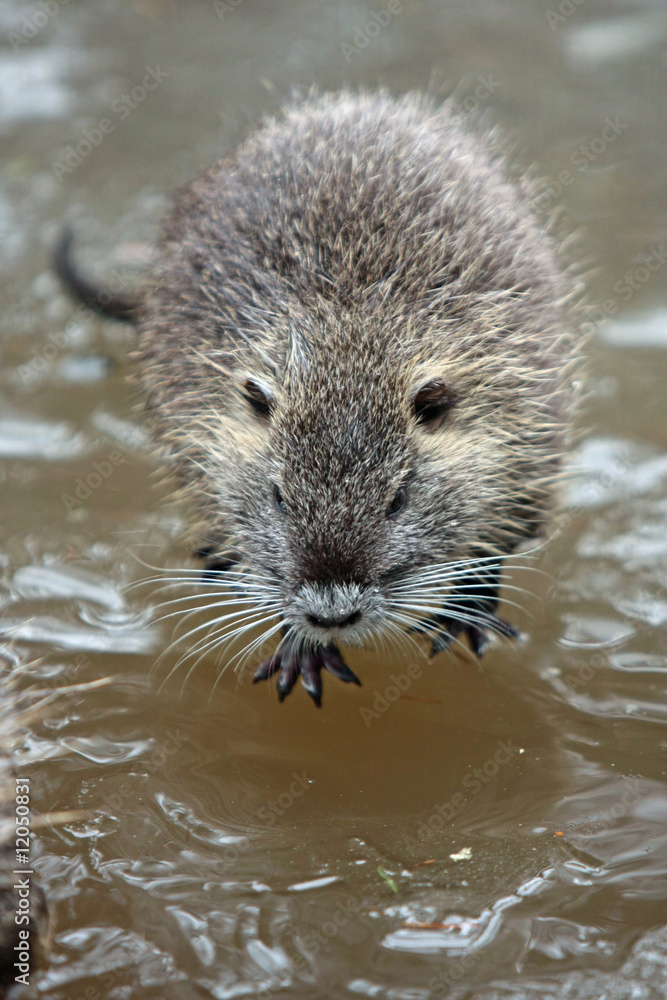 Nutria Nutria