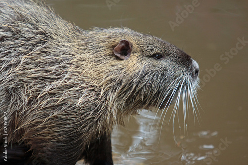 Nutria photo