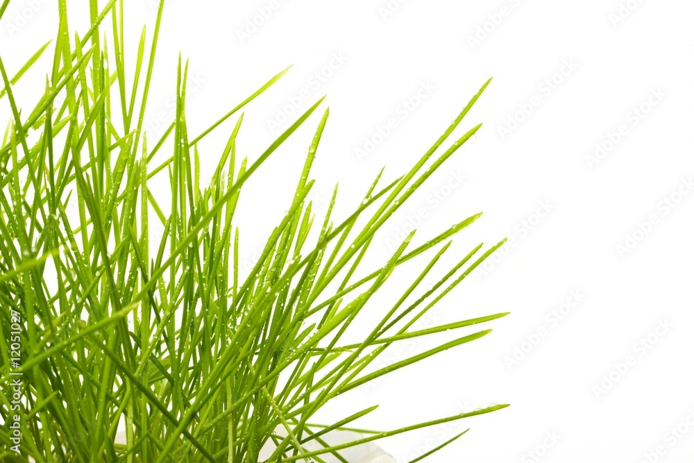 Young juicy green grass Young juicy green grass