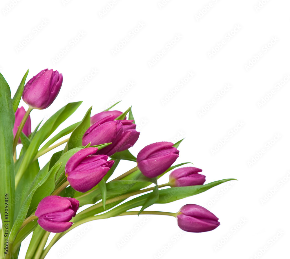 purple tulips on a white background purple tulips on a white background